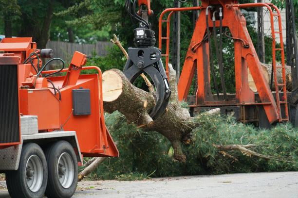 Leaf Removal in Southport, CT